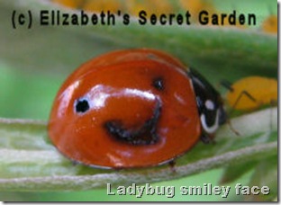 ladybug smiling Facebook