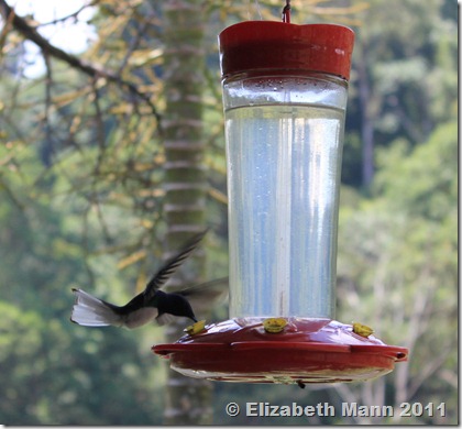 hummingbird sipping