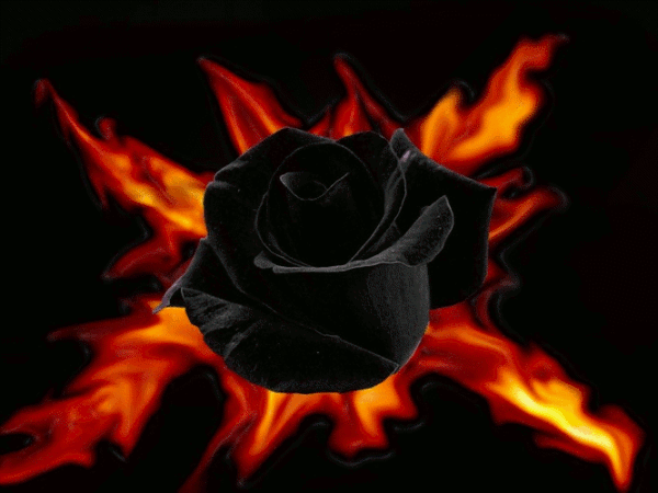 ro.gif=800width=500