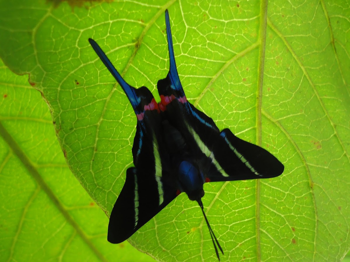 mariposa de colas azules
