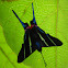 mariposa de colas azules