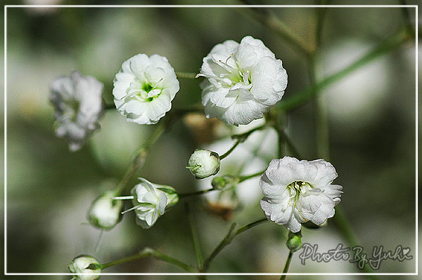 滿天星 Baby S Breath Just Love For Maple