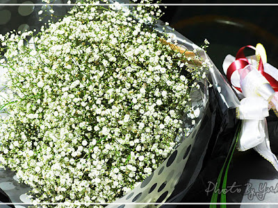 √ baby breath 花 183489-Baby breath 花