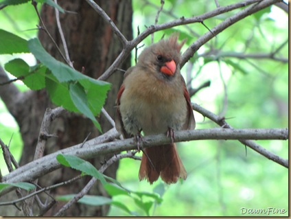 cENTRAl park_20090524_005