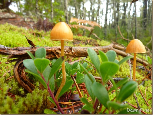 Mushroom picking sutton_022