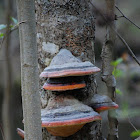 Red Banded Polypore