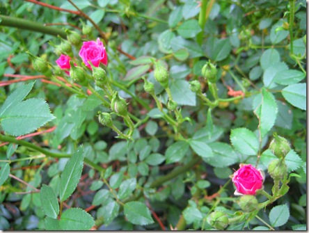 Pink miniature roses