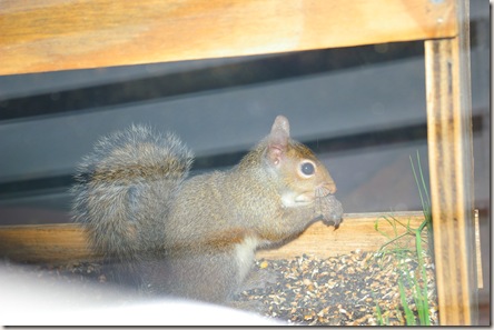 Photo of a baby squirrel sitting in a bird feeder