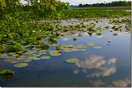 Lake with lilies and clouds reflecting in the water