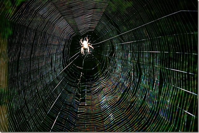 spider web with a spider in the center