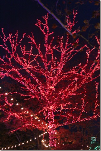 Tree covered with lights