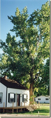 Our house 1906 with cottonwood tree 001
