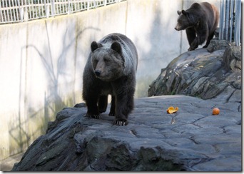 Bears (Zoo)