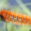 Salt Marsh Tiger Caterpillar