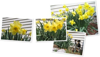 View Daffodils