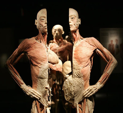 Image shows body without skin, halved vertically to show insides. Clearly visible are lungs and stomach protruding