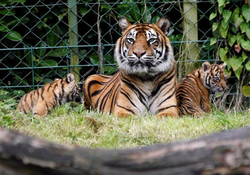 pictures of tigers and cubs. Meet the Sumatran tiger cubs