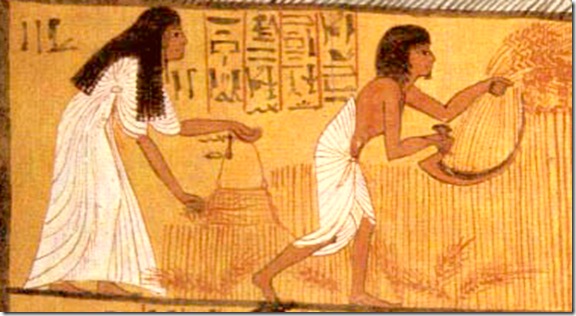 Camponeses ceifando trigo, detalhe de pinrura mural da tumba de Sennedjem, em Deir-El-Medina, Egito