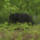 American black bear