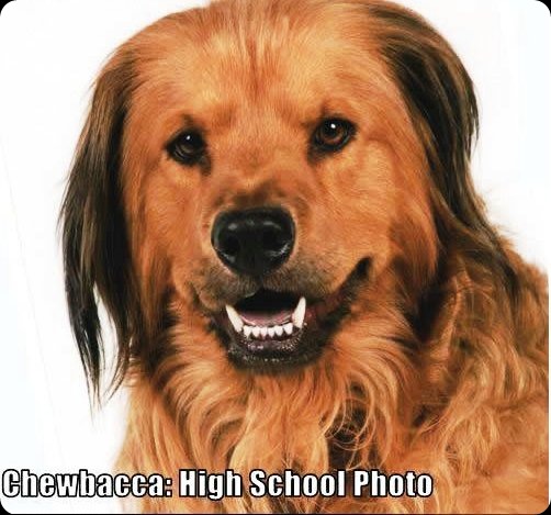 cool star wars photos chewbacca high school photo