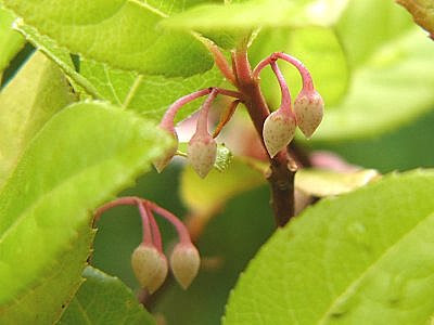 十両 ヤブコウジ 花 805638