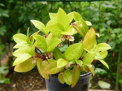 藪柑子 花言葉 180248