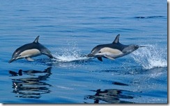 Atlantic Dolphins