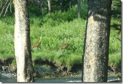 Brown herons