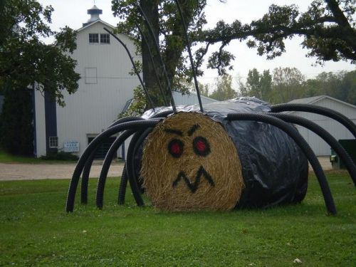 [hay spider.png]