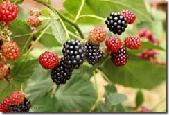 blackberries