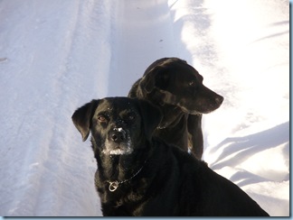 Mango and Purdey in snow