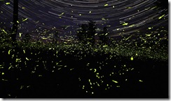 This is about one hour of firefly activity near my home in rural Ontario. The precision of the background star trails is an interesting contrast to the chaotic pattern of the firefly flashes. (Photo and caption by Steve Irvine)