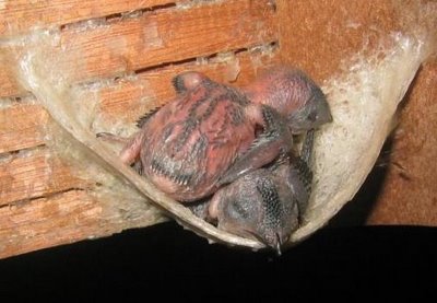 Kalo Raja dan President China makan kenapa kita tidak 