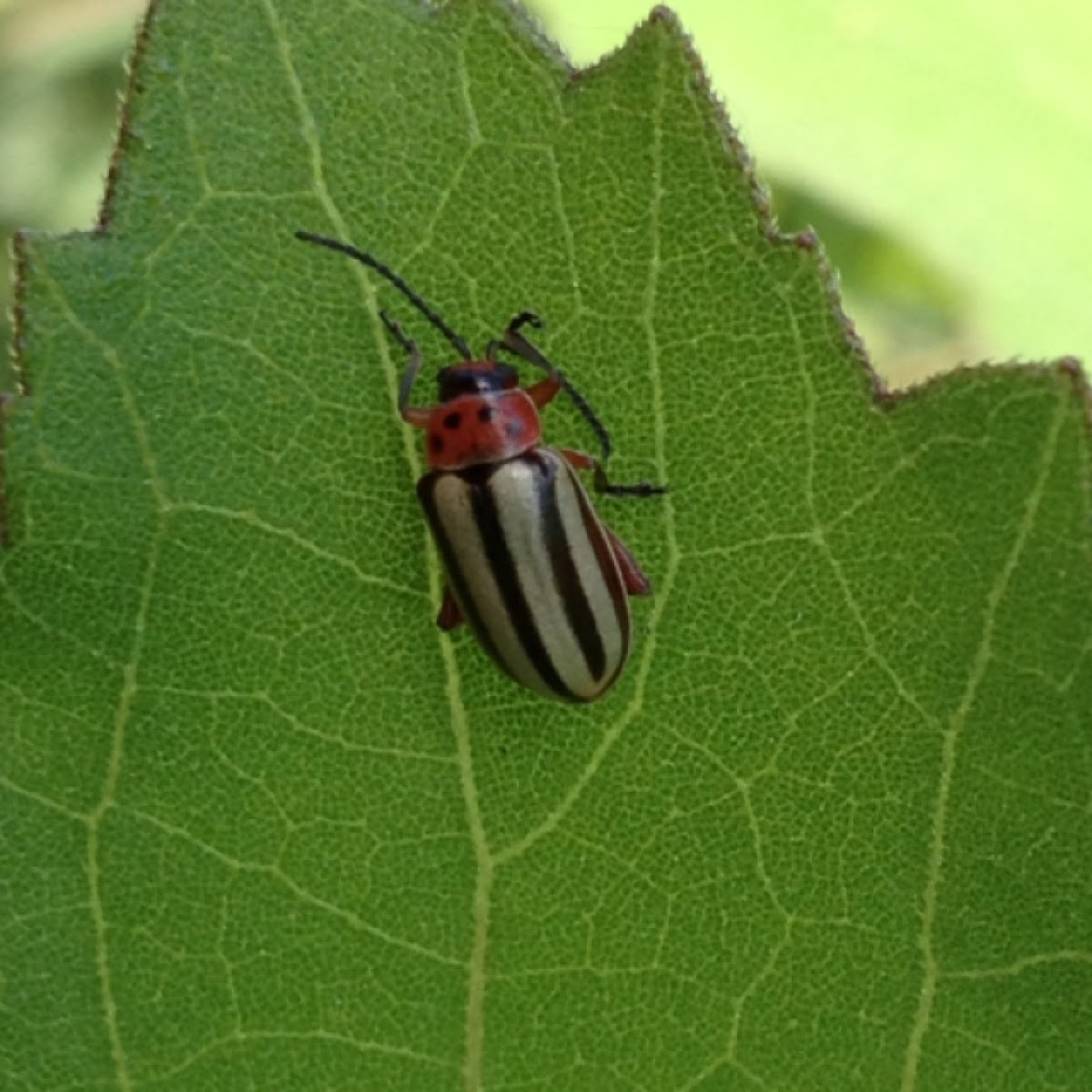 Striped Willow Leaf Beetle