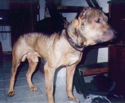 1borko%2520tomov%2520ch%2520prospector%2520rom.jpg