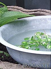 mei 2010 008