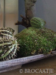 augustus 30-2010 051