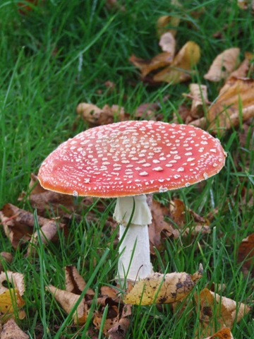 [brocante 005[3].jpg]