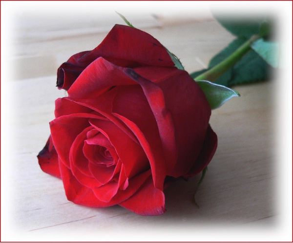 rose%202.jpg