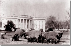 Sheeponthesouthlawn (Small)