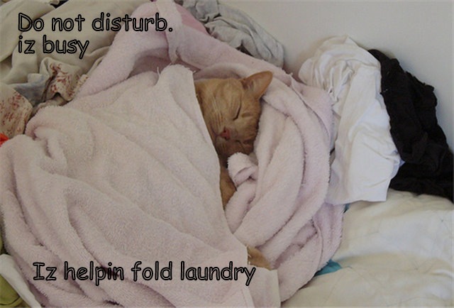 [cat-in-laundry (Small)[7].jpg]