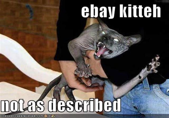 [cat-ebay (Small)[3].jpg]
