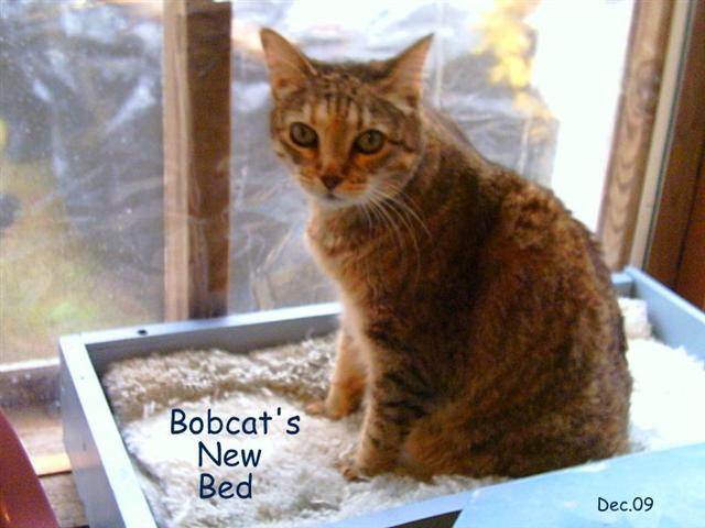 [Bobcat2009911Small3.jpg]
