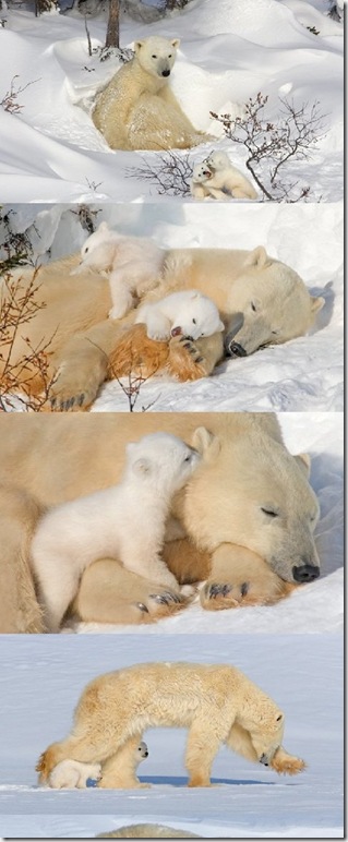 Lovely-Mama-bears