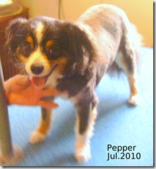 Pepper-Jul-2010-2