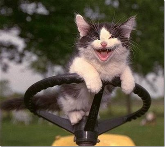 cat-laughing (Small)