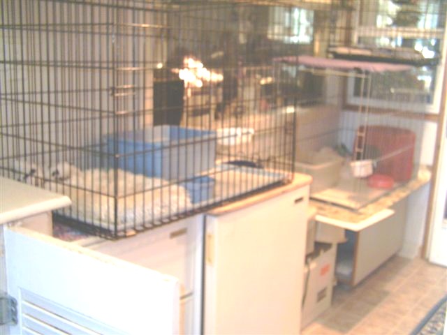[Cat-cages- 003 (Small)[23].jpg]