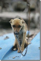 dog-chained-2 (Small)