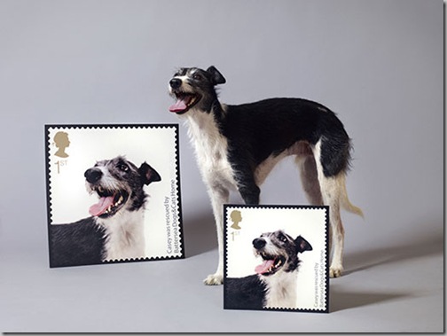 Battersea-Dogs-Home-Comme-007