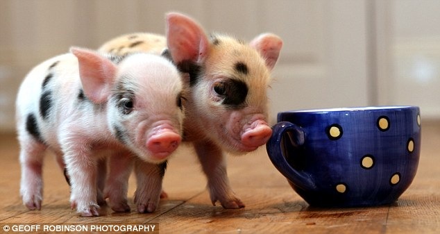 [tea cup pig[5].jpg]